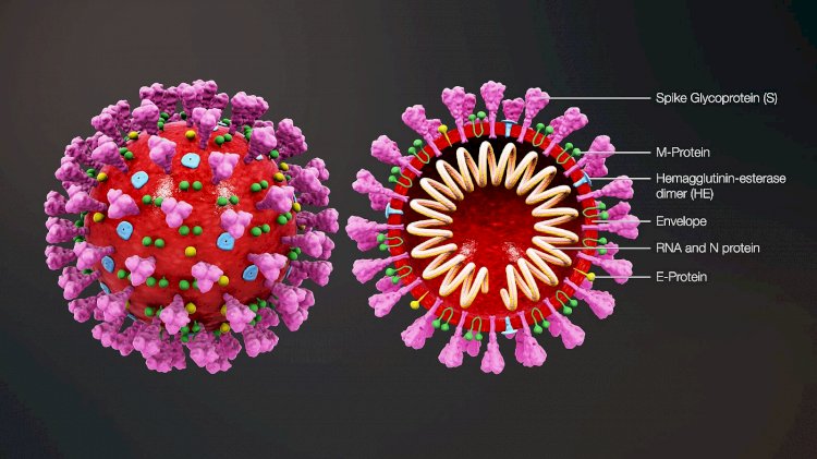 IU research shows the eradication of coronaviruses by electroceutical fabric on contactIU research shows the eradication of coronaviruses by electroceutical fabric on contact